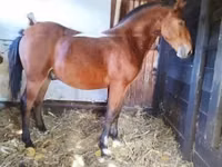 Kuda jantan, Nonius horse — foto 6