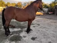 Jument, Međimurje horse — photo 1