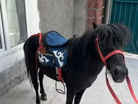 Cheval, North Swedish horse — photo 2