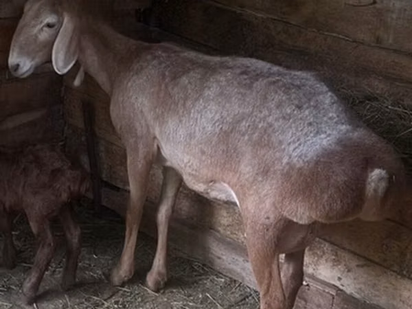 Schaf, Afghan Arabi sheep