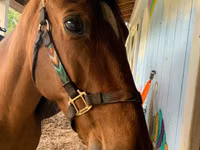 Hengst, Tennessee Walking Horse — Foto 1