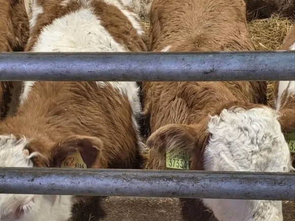 雄牛, Simmental cattle