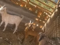 Kambing betina, Goats — foto 1