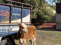 Banteng, Simmental cattle — foto 1