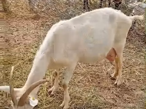 Cabra, Saanen goat
