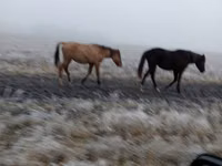 Jument, Bashkir horse — photo 2