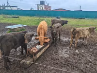 公牛, Galloway cow — 照片 3