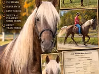 雄馬, Rocky Mountain Horse — 写真 1