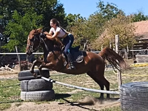Cheval, Gidran