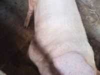 Babi jantan — foto 4