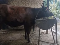 गाय, कल्मिक नस्ल — फ़ोटो 7