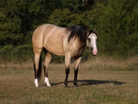 雌馬, Quarter Horse — 写真 2