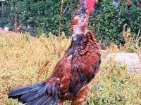 Chickens — photo 3