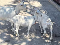 Chèvre, Russian White goat — photo 1