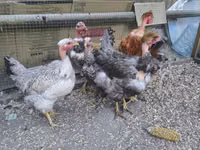Chickens — 写真 1