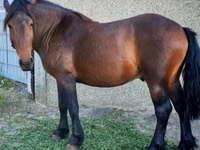 Hengst, Međimurje horse — Foto 1