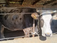 Vache, Race Alatauskaya — photo 5