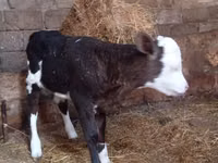 Kuh, Russian Black pied cattle — Foto 2