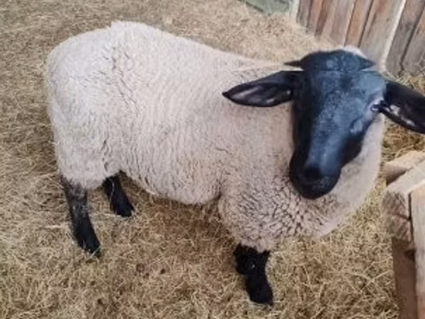 雌羊, White Suffolk sheep