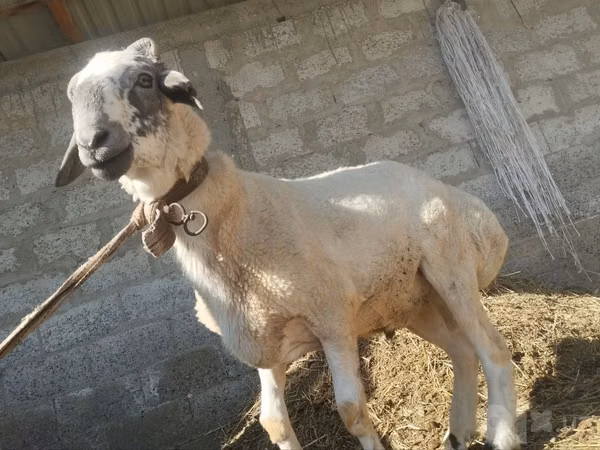 公羊, Sheep