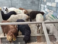 Sheep, Sheep — photo 1