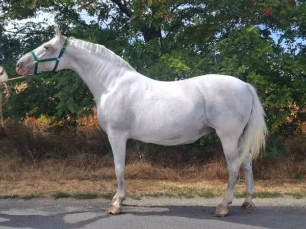 فرس, Lipizzaner
