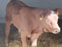 Taureau, Vache limousine — photo 1