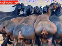 Domba jantan, Baerchuke sheep — foto 4