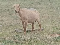Kambing jantan, Alpine goat — foto 2