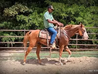 Caballo, American paint horse — foto 1
