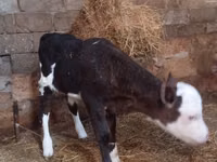 Kuh, Russian Black pied cattle — Foto 3