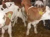 मवेशी (लॉट, लिंग निर्दिष्ट नहीं), Simmental cattle — फ़ोटो 3