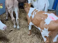 Cattle (batch, sex not specified), Simmental cattle — photo 3