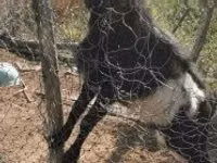 Ziegenbock, Pomellata goat — Foto 3