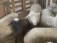 Sheep, Blackheaded Persian sheep — photo 3