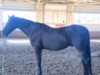 Caballo, Budyonny horse — foto 2