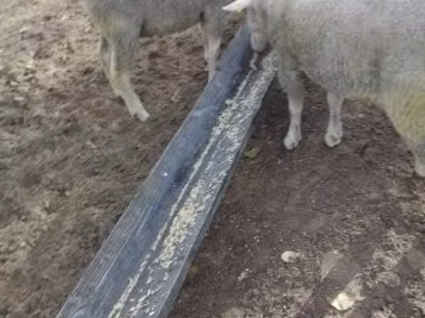 Domba jantan, Ile-de-France sheep