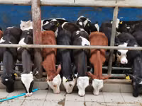 ثور, Simmental cattle — الصورة 3