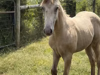 Caballo, Kentucky mountain daddle horse — foto 5