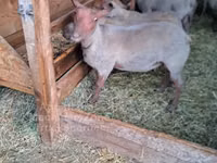 Widder, Rouge de l’Ouest sheep — Foto 2
