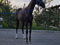 雄馬, Akhal-Teke — 写真 2