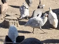 Guinea fowl — 写真 1