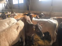 ثور, Simmental cattle — الصورة 5