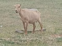 Cabro, Alpine goat — foto 2