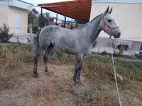 حصان, Thoroughbred horse — الصورة 2
