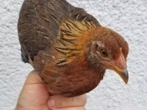 Chickens