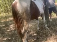 Caballo, Indian half-bred — foto 4