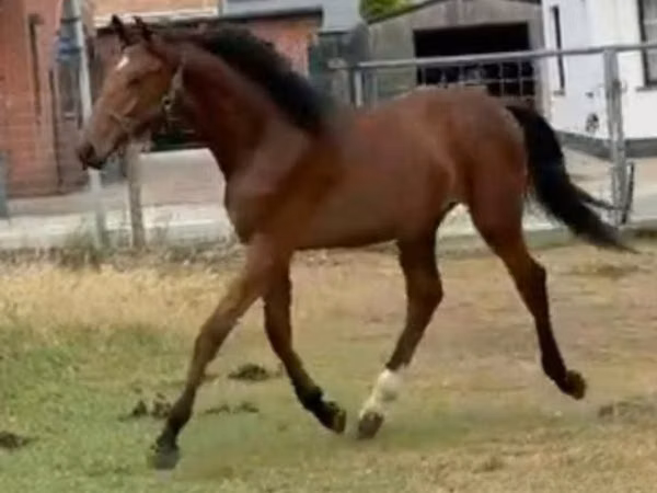 Cheval, Chevaux