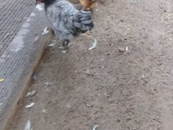 Ayam Denmark