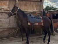 Cheval, Thoroughbred horse — photo 4